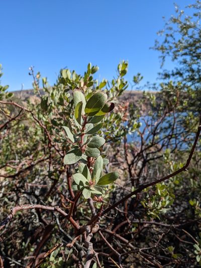 Arctostaphylos pringlei, photographed by Alexandre Passos