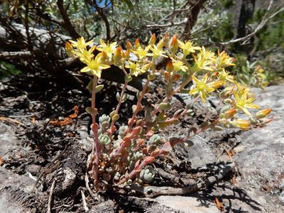 Sedum debile, photographed by Matt Lavin