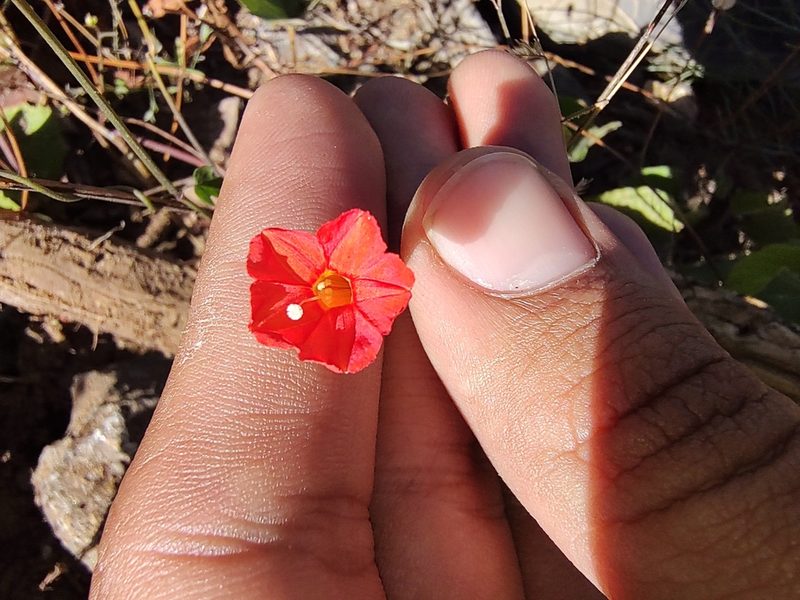 Ipomoea cristulata, photographed by Abraham Sánchez Romero