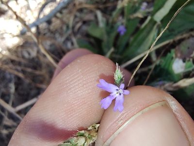 Elytraria imbricata, photographed by Abraham Sánchez Romero