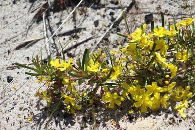Hibbertia racemosa, photographed by Hugo Innes