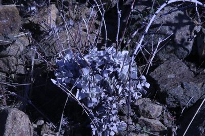 Eriogonum saxatile, photographed by lazarus