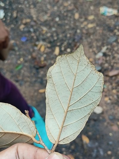 Pterospermum suberifolium, photographed by Rama Narayanan