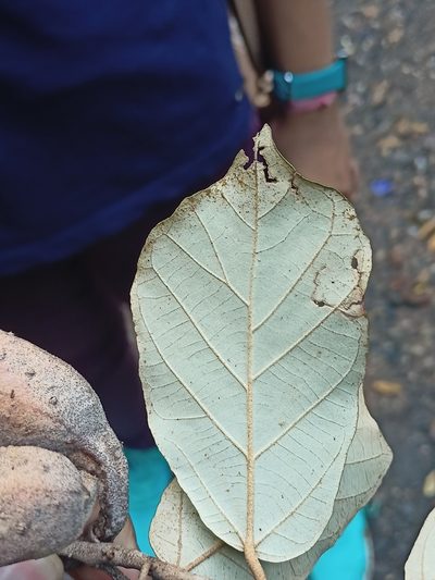 Pterospermum suberifolium, photographed by Rama Narayanan