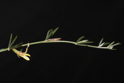 Acmispon wrightii, photographed by Brian Finzel