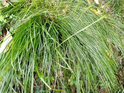 Carex divulsa, photographed by Leon Perrie