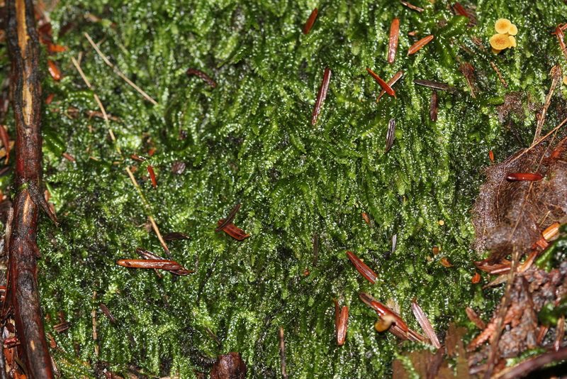 Longiella distichacea, photographed by Quinten Wiegersma