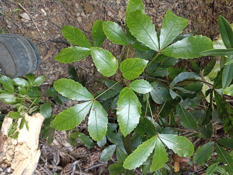 Pseudopanax discolor, photographed by Oscar Dove
