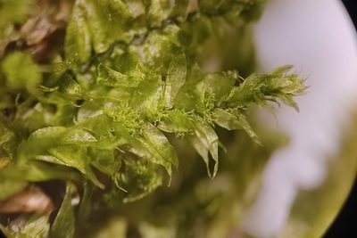 Longiella distichacea, photographed by Quinten Wiegersma