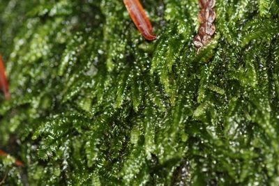Longiella distichacea, photographed by Quinten Wiegersma