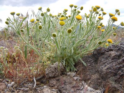 Erigeron aphanactis, photographed by Matt Lavin