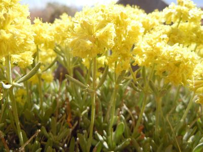 Eriogonum sphaerocephalum, photographed by Matt Lavin