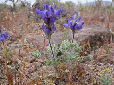 Lupinus malacophyllus, photographed by Matt Lavin