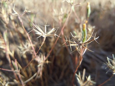 Rigiopappus leptocladus, photographed by Matt Lavin