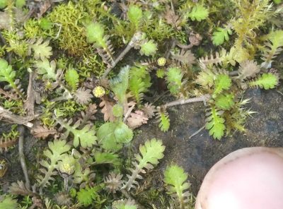Leptinella nana, photographed by Joe Potter Butler