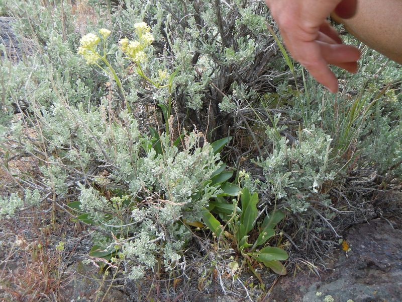 Lepidium tiehmii, photographed by Matt Lavin