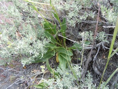 Lepidium tiehmii, photographed by Matt Lavin