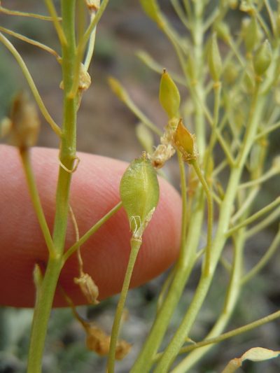 Lepidium tiehmii, photographed by Matt Lavin