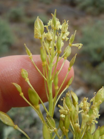 Lepidium tiehmii, photographed by Matt Lavin