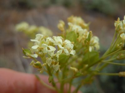 Lepidium tiehmii, photographed by Matt Lavin
