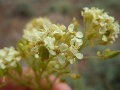 Lepidium tiehmii, photographed by Matt Lavin