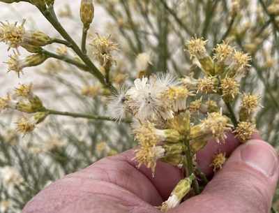 Lepidospartum squamatum, photographed by Henrik Kibak