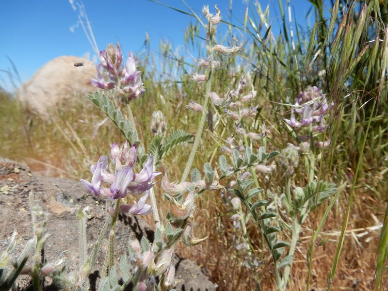 Astragalus andersonii, photographed by Matt Lavin