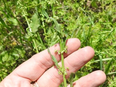 Rumex altissimus, photographed by Sam Kieschnick