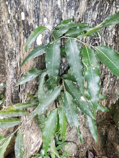 Monoon longifolium, photographed by Greg III Espera