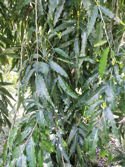 Monoon longifolium, photographed by Greg III Espera