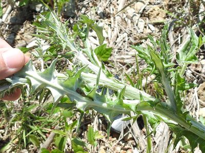 Cirsium engelmannii, photographed by Sam Kieschnick