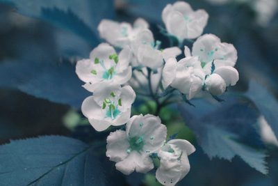 Crataegus holmesiana, photographed by Étienne Lacroix-Carignan