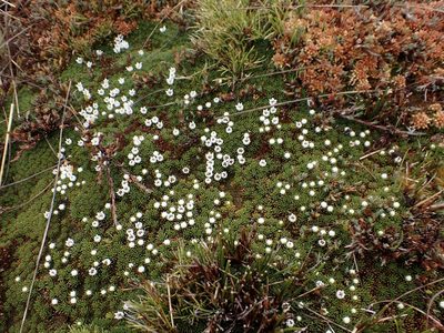 Donatia novae-zelandiae, photographed by Mike Bowie