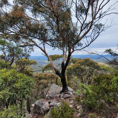 Eucalyptus sieberi, photographed by ronavery