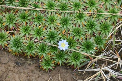 Plantago rigida, photographed by Julia Moning