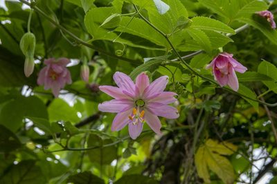 Passiflora tarminiana, photographed by Sebastian Doak