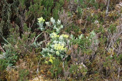Monticalia andicola, photographed by Julia Moning