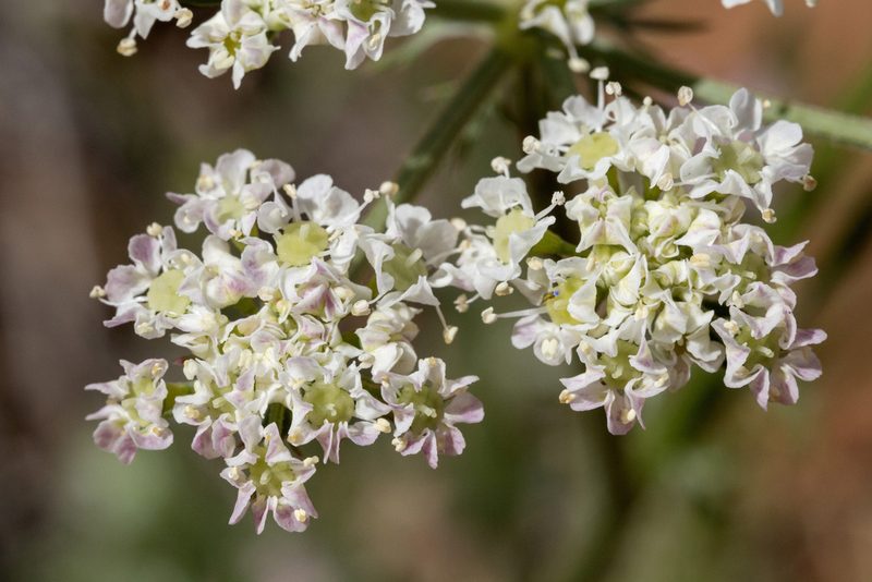 Eurytaenia hinckleyi, photographed by Cecelia Alexander