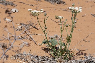 Eurytaenia hinckleyi, photographed by Cecelia Alexander