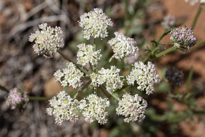 Eurytaenia hinckleyi, photographed by Cecelia Alexander