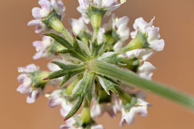 Eurytaenia hinckleyi, photographed by Cecelia Alexander