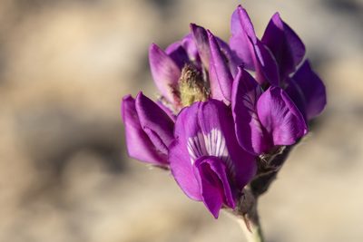 Oxytropis lambertii, photographed by Cecelia Alexander
