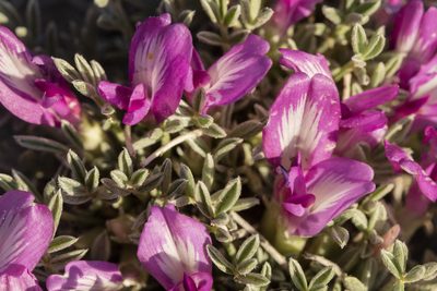 Astragalus wittmannii, photographed by Cecelia Alexander