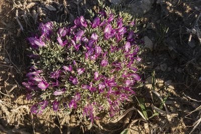 Astragalus wittmannii, photographed by Cecelia Alexander