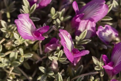 Astragalus wittmannii, photographed by Cecelia Alexander