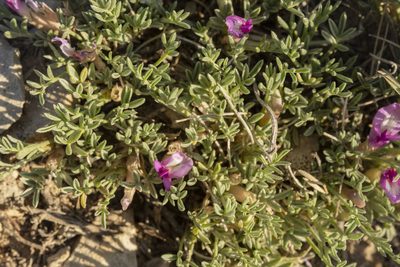Astragalus wittmannii, photographed by Cecelia Alexander