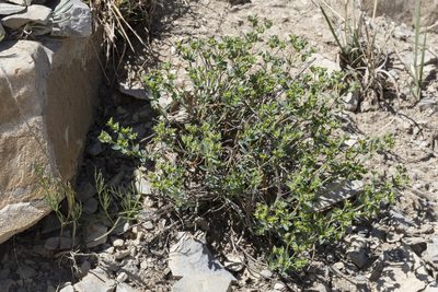 Euphorbia brachycera, photographed by Cecelia Alexander
