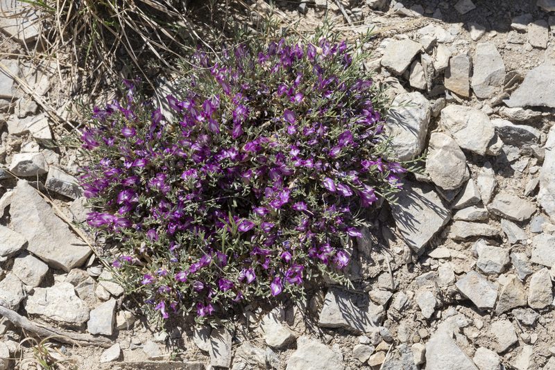 Astragalus wittmannii, photographed by Cecelia Alexander