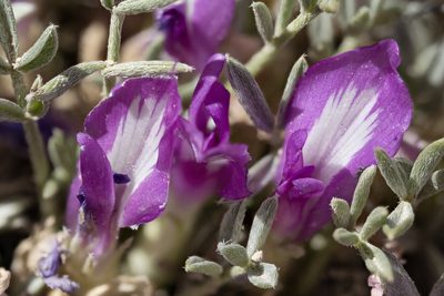 Astragalus wittmannii, photographed by Cecelia Alexander