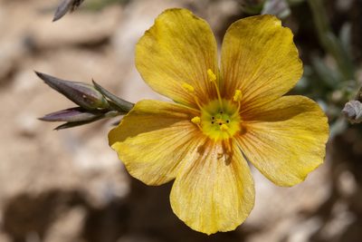 Linum rigidum, photographed by Cecelia Alexander